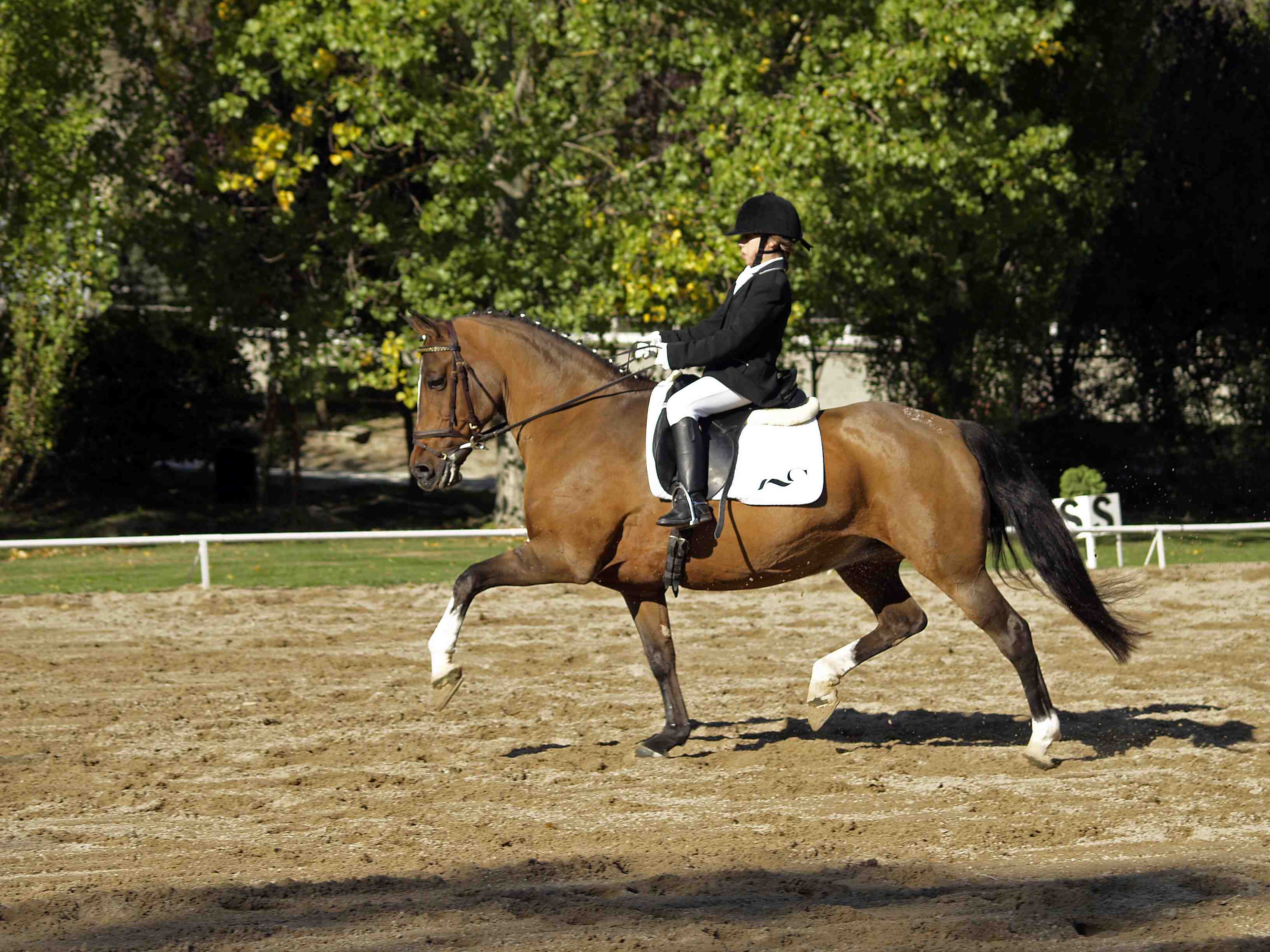 Con una inscripci&oacute;n algo menor que en anteriores ocasiones, pero mas interesante que nunca, se ha celebrado los d&iacute;as 17 y 18 de octubre, el Campeonato Navarro de Doma Cl&aacute;sica,